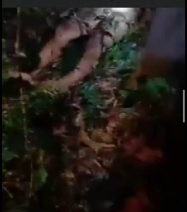 Warga Perantau  Terkam Harimau di Kampung Teluk Lanus