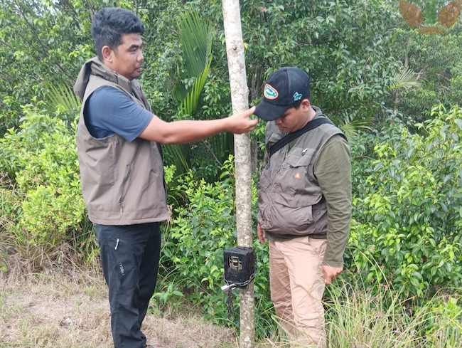 Harimau di Pulau Burung Belum Tertangkap, BBKSDA Riau Pasang Kandang Jebak