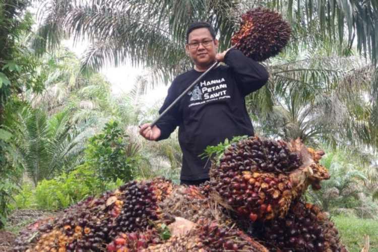 Petani Senyum Lebar! Lonjakan Harga CPO Bikin Pasar Sawit Memanas
