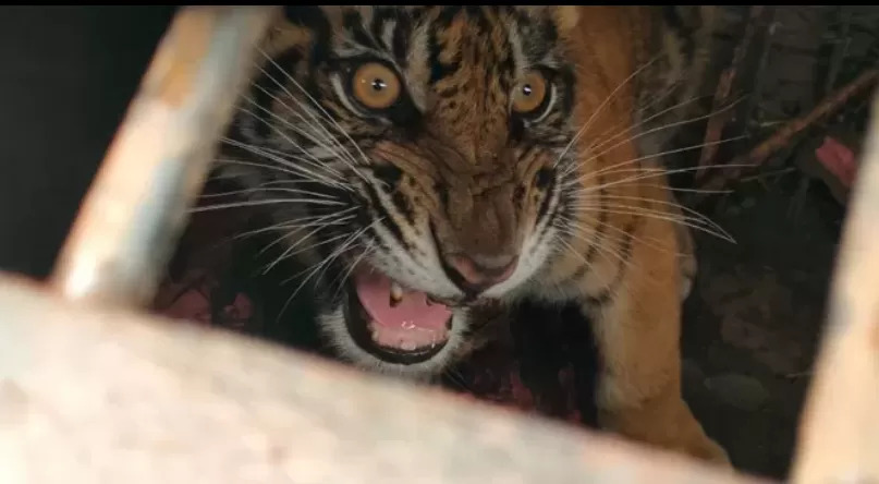 Harimau Kembali Teror Siak, Kali Ini Memangsa Sapi Warga Mempura