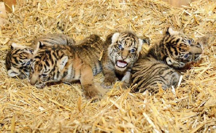 Bayi Harimau di Kebun Binatang Bukittinggi Mati karena Kembung