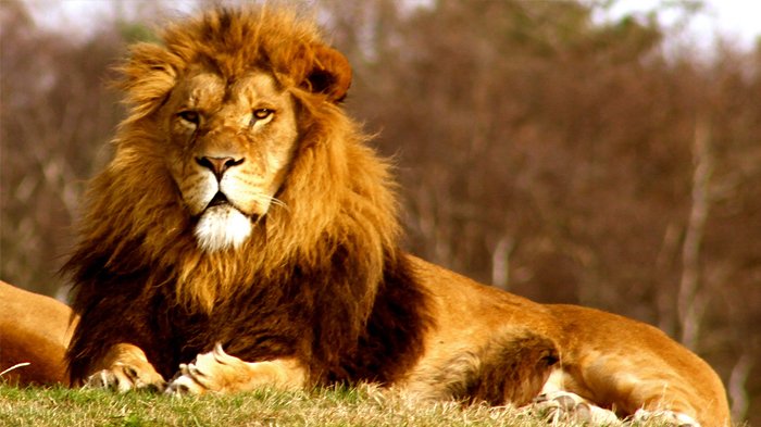 Panjat Tembok Kebun Binatang, Pria India Tewas Diserang Singa