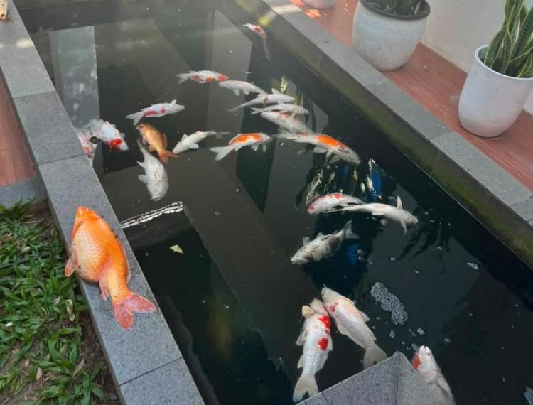 Ikan Koi Kesayangan Wako Bermatian, Netizen Teriak Cucu Menangis Sepanjang Blackout