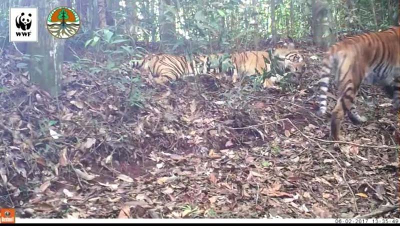 Harimau Liar Tertangkap Kamera 2 Kali Melahirkan di Riau