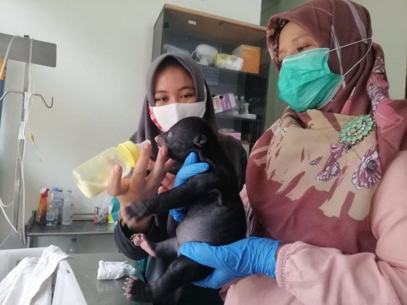 BBKSDA Riau Evakuasi Bayi Beruang Madu dari Warga Kuansing, Ketahuan karena Unggah di Medsos