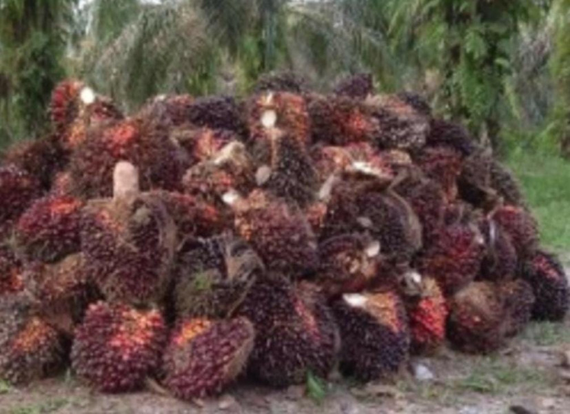 Sedang Marak Pencurian Sawit, Masyarakat Pangkalan Kuras Resah