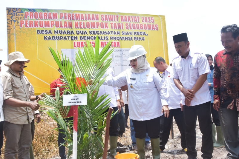 Peduli Swasembada Pangan, Bupati Kasmarni Tanam Perdana Kelapa Sawit Program PSR di Desa Muara Dua
