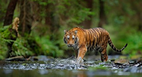 Putus Rantai Makanan Akibat Perburuan Buat Harimau Agresif