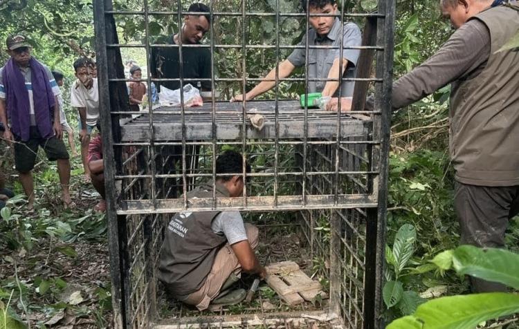 Beruang Liar Nongol di Dekat Rumah Warga, BBKSDA Riau Pasang Perangkap