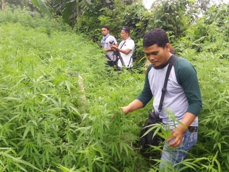 Ladang Ganja 1,5 Hektare di Purwakarta Ditanam Sejak Desember
