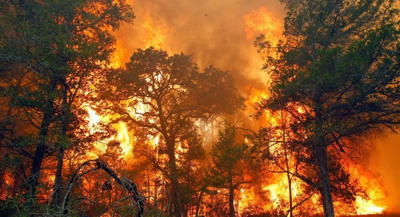 Hutan Seluas 8 Hektare di Sukabumi Terbakar