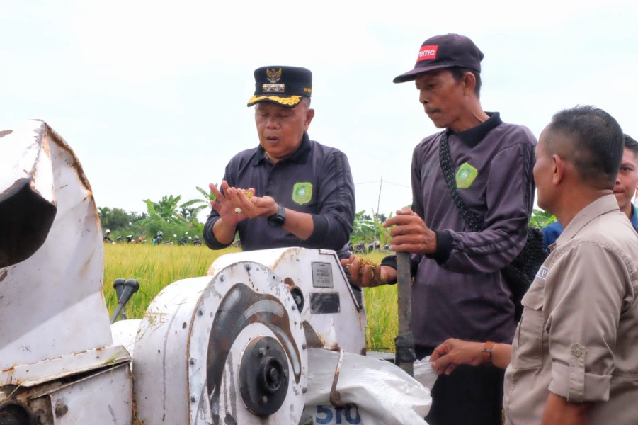 Plt Bupati Kabupaten Kepulauan Meranti AKBP (Purn) H. Asmar Ikuti Panen Raya Padi di Desa Sendaur
