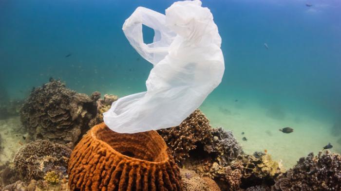 Sampah Plastik Ditemukan di Bangkai Pesut yang Terdampar di Riau