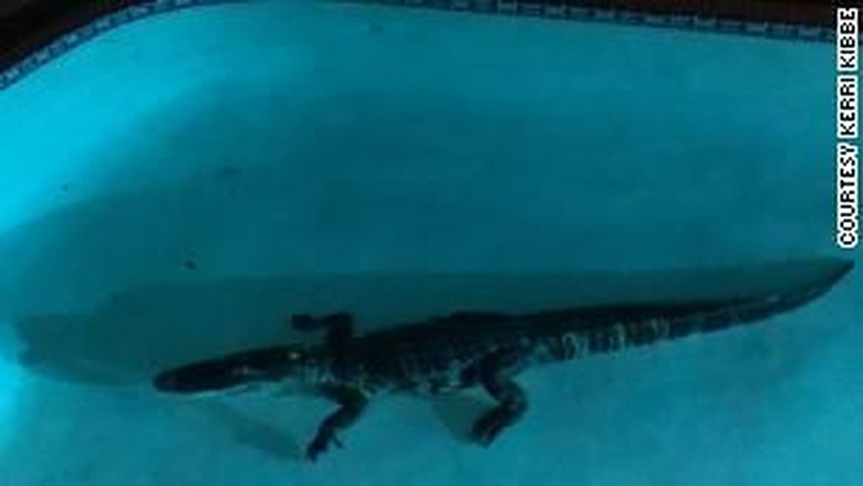 Aligator Sepanjang 7 Kaki Berenang di Kolam Keluarga di Florida