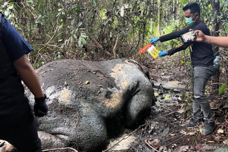 Polisi Periksa 40 Saksi Terkait Gajah Mati Tanpa Kepala, Termasuk Pegawai Perusahaan