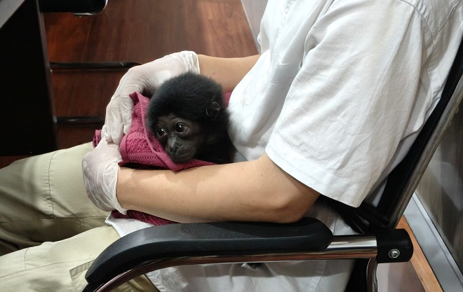 Seekor Owa Dijual Rp10 Juta, Polisi Bongkar Jual Beli Satwa Dilindungi di Riau