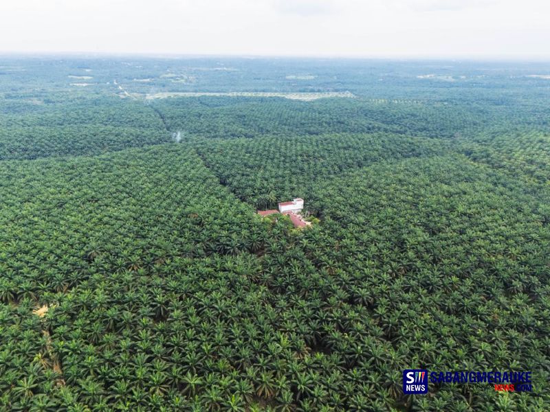 Perpres Tentang Penertiban Kawasan Hutan Digugat ke MA