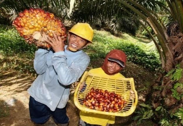 TBS Sawit Riau Makin Gemuk, Harga Umur 9 Tahun Tembus Rp3.945 per Kg