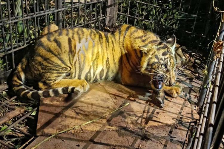 Sinergi Warga dan BKSDA Selamatkan Anak Harimau Kelaparan di Pelalawan