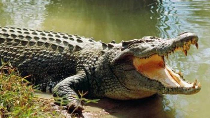 Buaya yang Kerap Muncul di Permukiman Aceh Selatan Ditangkap Warga