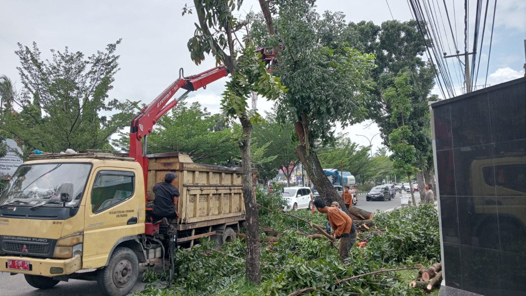 Bahayakan Penggunaan Jalan, Belasan Pohon Pelindung di Sudirman Dipangkas