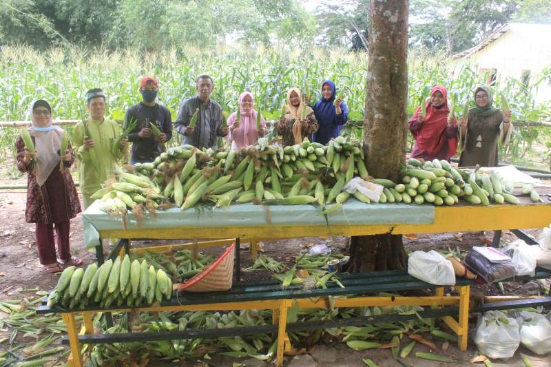 Dimasa Pandemi,  Faperta Unilak Suskes Panen Jagung