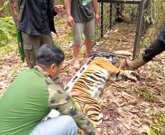 BBKSDA Riau Berhasil Tangkap Harimau yang Terkam Pekerja Perkebunan hingga Tewas