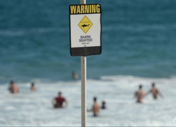 Satu Pria Tewas Diserang Hiu di Australia