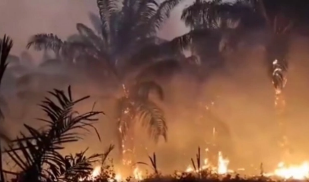 Pemprov Riau Keluarkan Maklumat Larangan Menebang Pohon dan Membakar Lahan