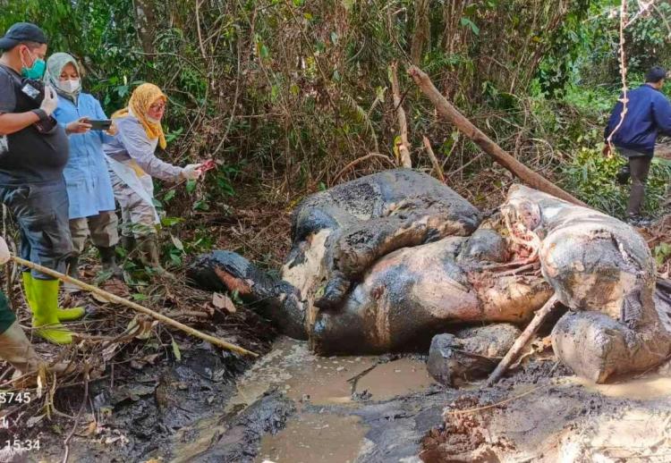 Gajah Mati Terbunuh di Areal Konsesi HTI, Gakkum Kemenhut Segera Periksa Direksi PT RAPP