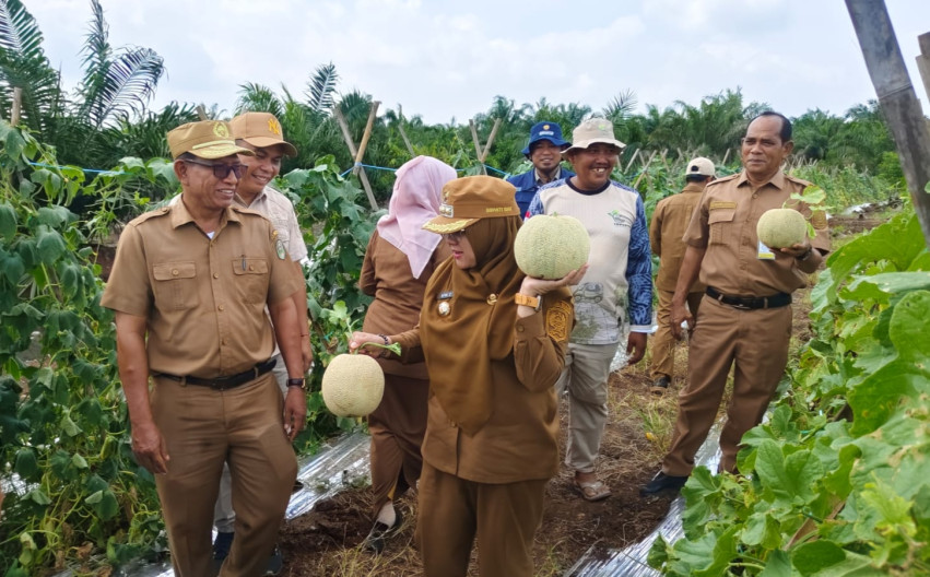 Lahan Gambut Jadi Kebun Melon, Petani Siak Buktikan Bisa Berbuah Manis