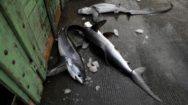 11 Bangkai Hiu Ditemukan Tanpa Sirip dan Kulit di Raja Ampat