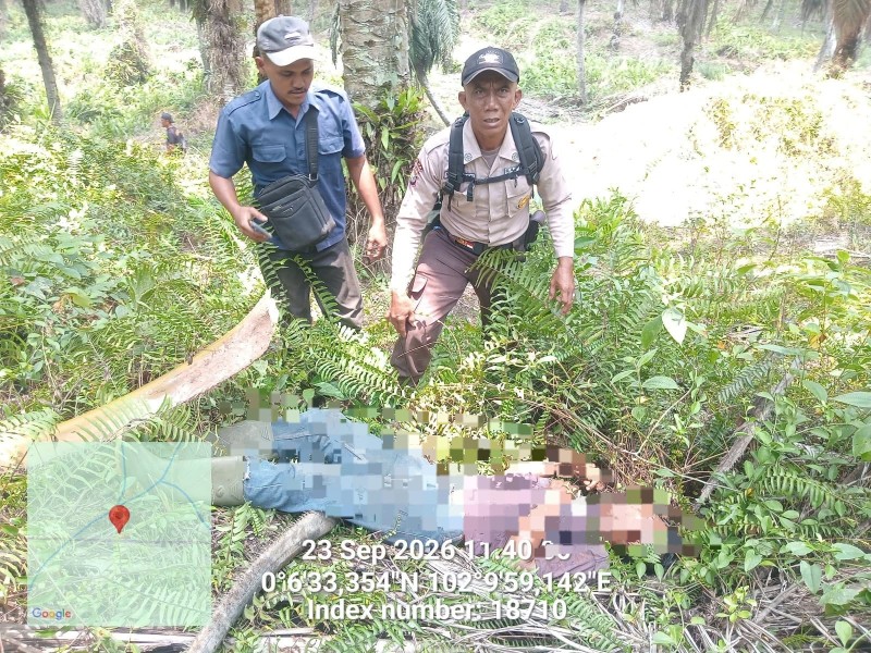 Pemanen Ditemukan Tewas di Areal PT Serikat Putra, Berawal dari Buah Sawit Berserakan