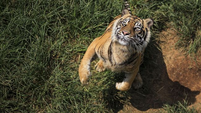 BKSDA Ungkap Amri Tewas Diserang Tiga Harimau Sumatera