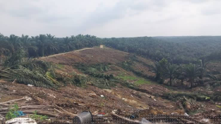 Kebun Sawit di TNTN Dikuasai Oknum Anggota DPRD Riau?