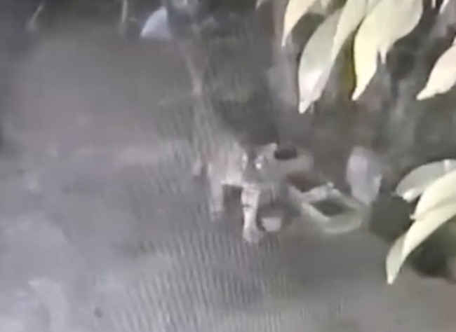 Harimau Sumatera Masuk Permukiman dan Mangsa Ternak Warga Siak