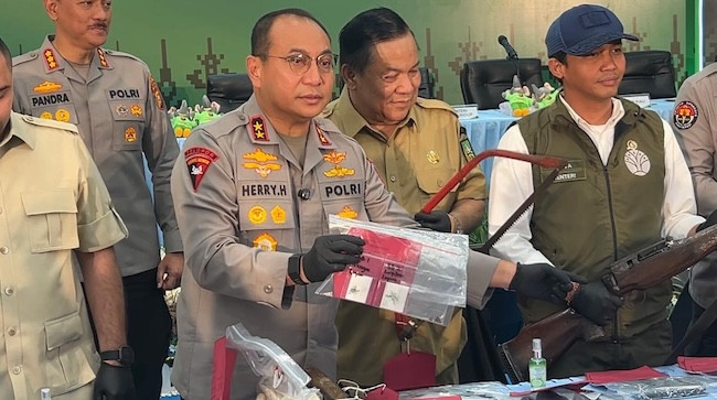 Pemburu Gajah Sumatera di Pelalawan Terbongkar, Kapolda: Sindikat Sistematis