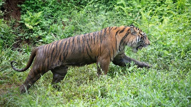 Harimau Sumatera Satroni Pemukiman Warga Siak, BBKSDA Riau Imbau Waspada