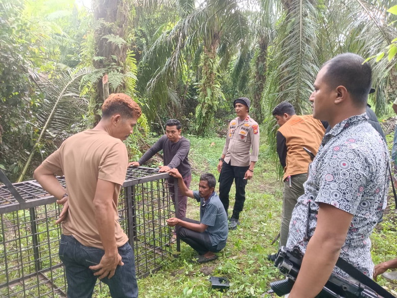 Serang Warga, Petugas Cek Kamera Trap dan Pasang Jebakan Beruang di Hutan Kerumutan