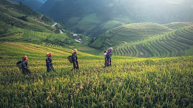 Ultimatum Menteri ATR Nusron Bagi yang Lakukan Alih Fungsi Sawah: Pidana 5 Tahun, Denda Rp 1 Miliar