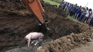 47 Ribu Babi Mati karena ASF, Sumut Minta Bantuan Pusat