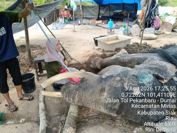 Duka Konservasi Riau, Gajah Legendaris Jovi Mati Setelah 34 Hari Dirawat Intensif