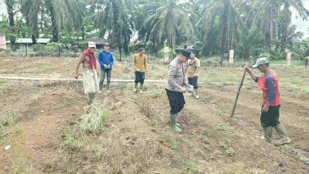 Perkuat Ketahanan Pangan, Polsek Tandun Bersama Warga Tanam Jagung Kuartal III
