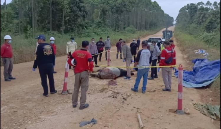 Tapir Tewas Diduga Ditabrak Kendaraan di Areal Konsesi Hutan di Kuansing
