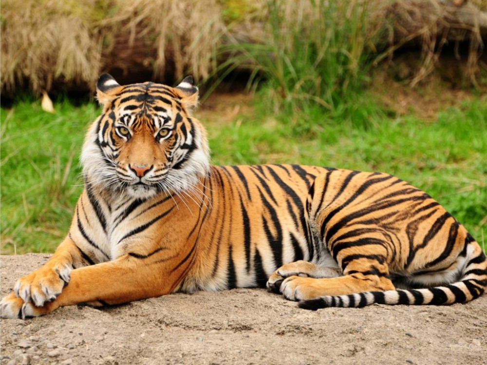 Harimau Sumatera Terjerat Kawat di Hutan Pelalawan Riau