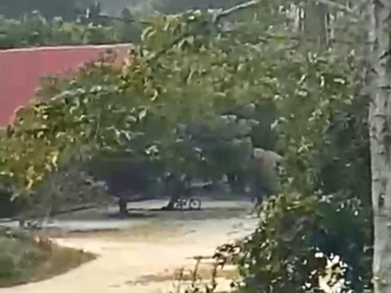 11 Gajah Liar Masuk Perumahan Karyawan PT Arara Abadi di Minas