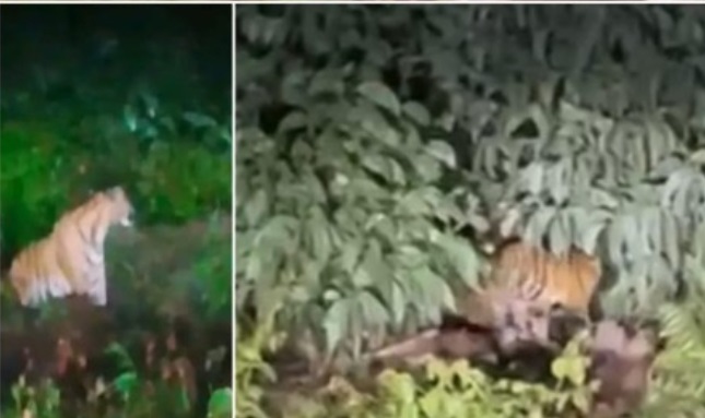 Viral Video Harimau Sumatera di Pulau Muda, Kapolsek Teluk Meranti Imbau Warga Waspada