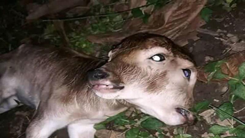 Anak Sapi Berkepala Dua di Riau Akhirnya Mati