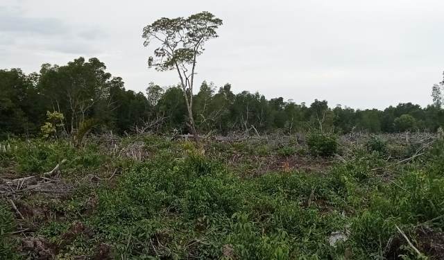 Polres Bengkalis Terima Laporan Pembabatan Mangrove di Desa Penebal