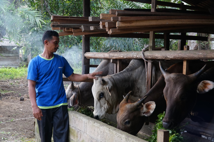 Dari Dua Ekor Sapi Jadi Puluhan, Sartijan dan Cerita Sukses Kelompok Ternak